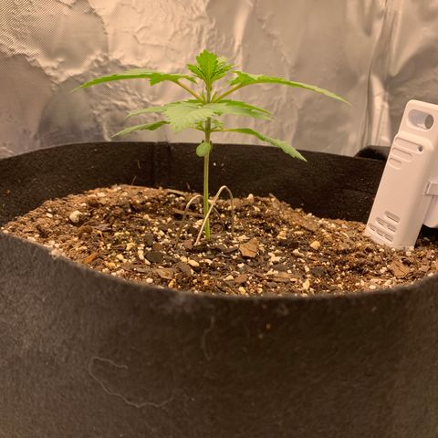 Auto Zkittlez growlog timeline photo