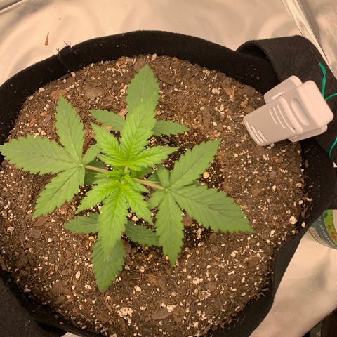 Auto Zkittlez growlog timeline photo