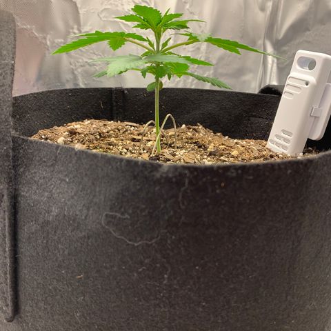 Auto Zkittlez growlog timeline photo