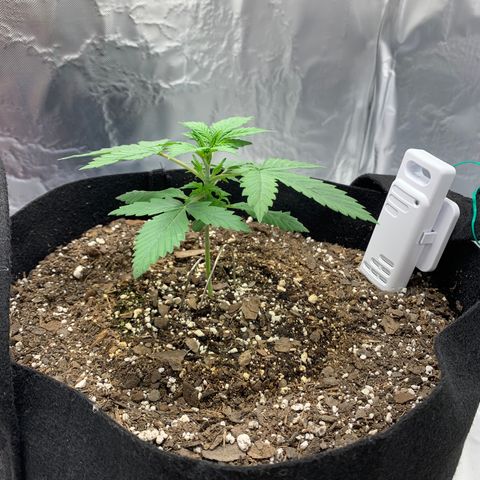 Auto Zkittlez growlog timeline photo