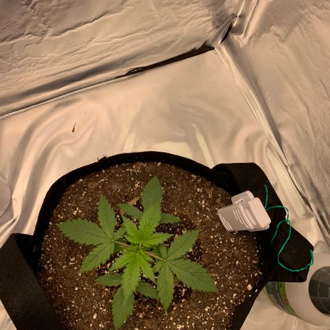 Auto Zkittlez growlog timeline photo