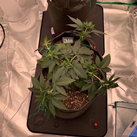 Sunset Sherbert growlog timeline photo