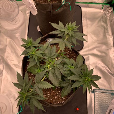 Sunset Sherbert growlog timeline photo