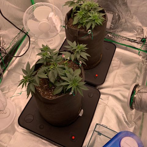 Blueberry growlog timeline photo