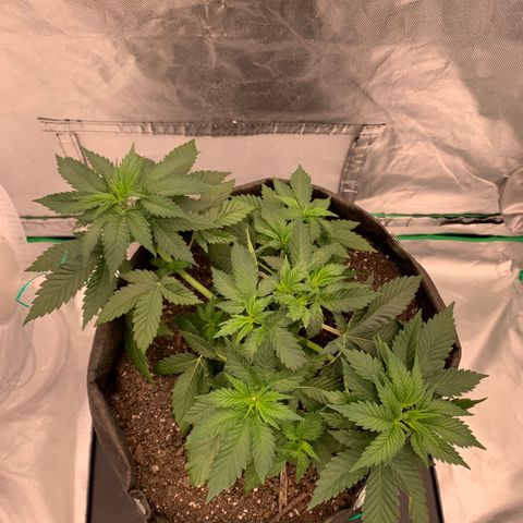 Blueberry growlog timeline photo