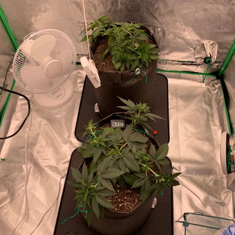 Blueberry growlog timeline photo