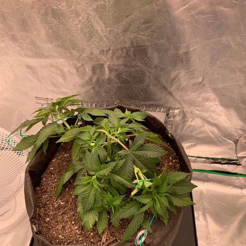 Blueberry growlog timeline photo