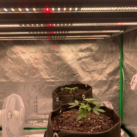 Blueberry growlog timeline photo