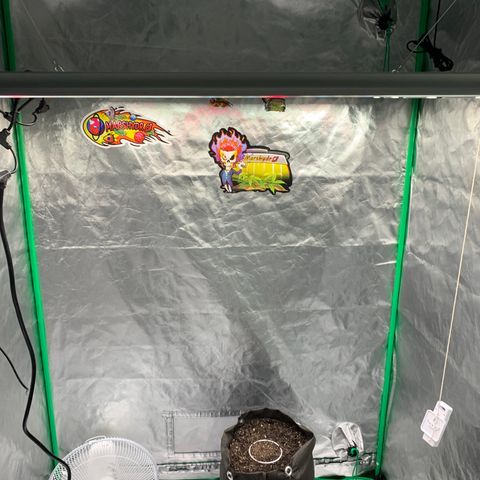 Blueberry growlog timeline photo