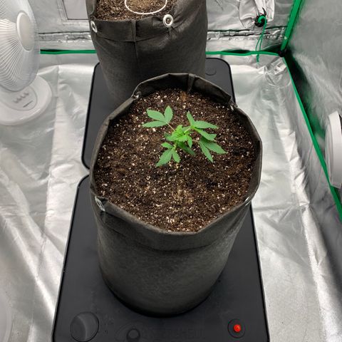 Blueberry growlog timeline photo