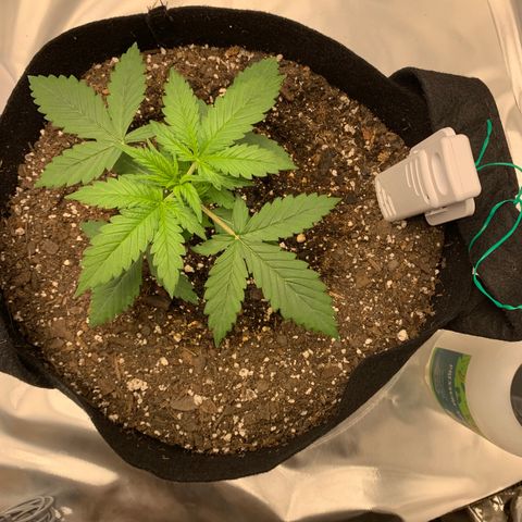 Auto Zkittlez growlog timeline photo