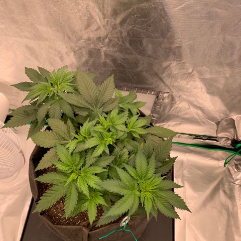 Blueberry growlog timeline photo