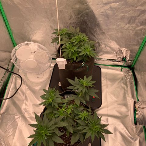 Sunset Sherbert growlog timeline photo