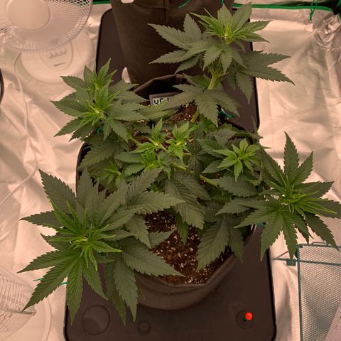 Sunset Sherbert growlog timeline photo