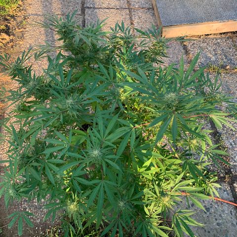 Golden Haze growlog timeline photo