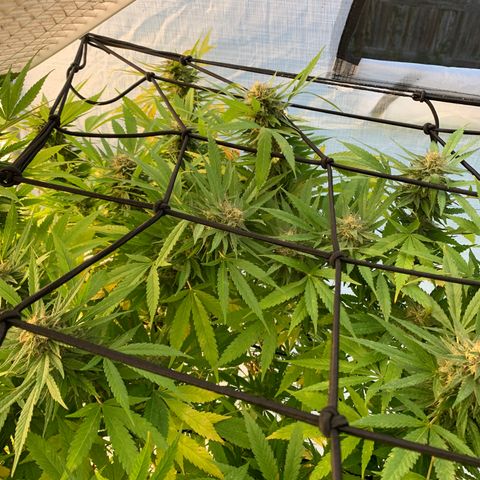 Golden Haze growlog timeline photo