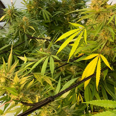 Golden Haze growlog timeline photo