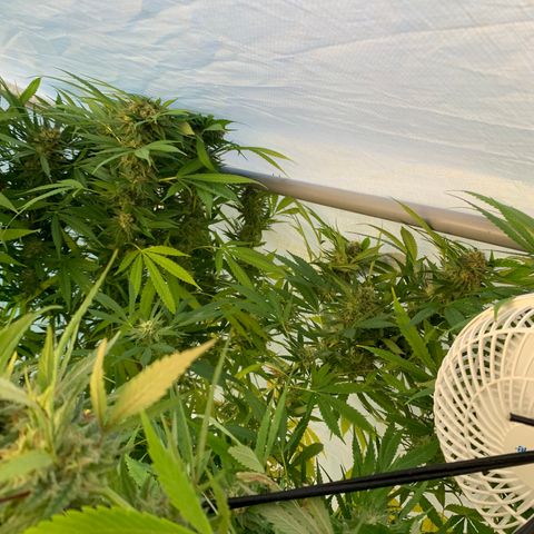 Golden Haze growlog timeline photo