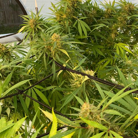 Golden Haze growlog timeline photo