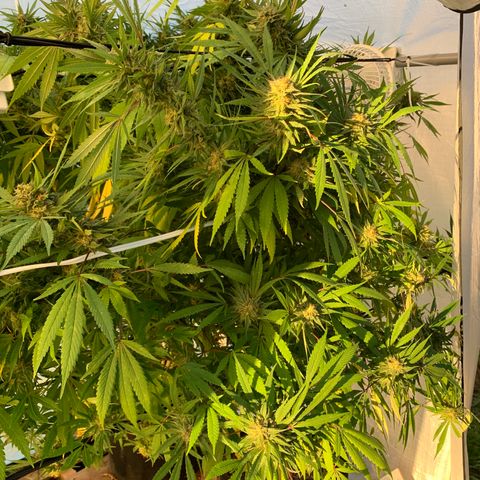 Golden Haze growlog timeline photo