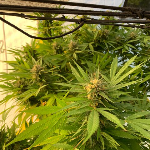 Golden Haze growlog timeline photo