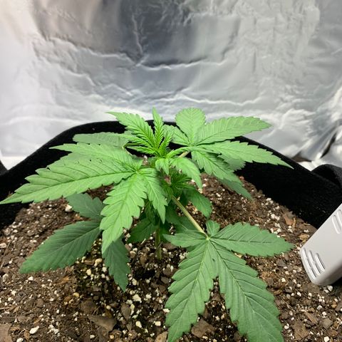 Auto Zkittlez growlog timeline photo