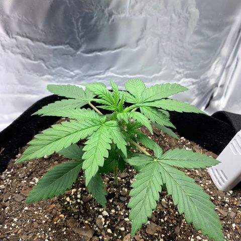 Auto Zkittlez growlog timeline photo