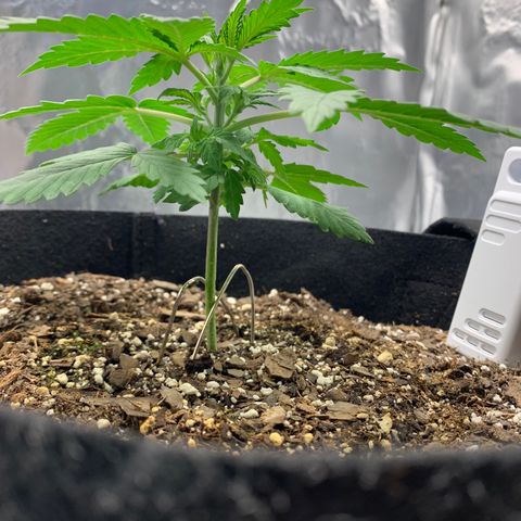 Auto Zkittlez growlog timeline photo