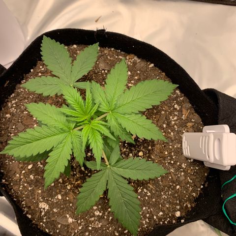 Auto Zkittlez growlog timeline photo