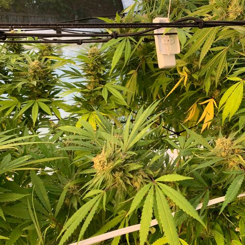 Golden Haze growlog timeline photo