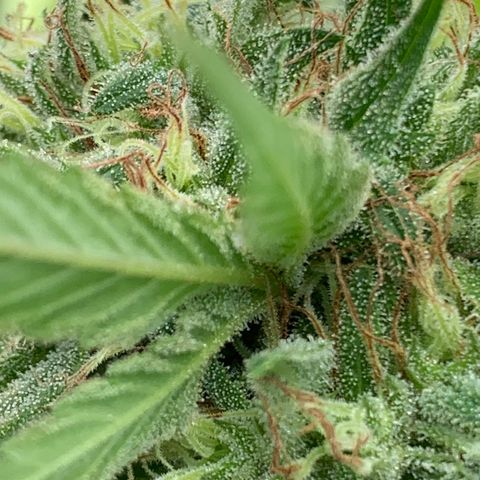 Golden Haze growlog timeline photo