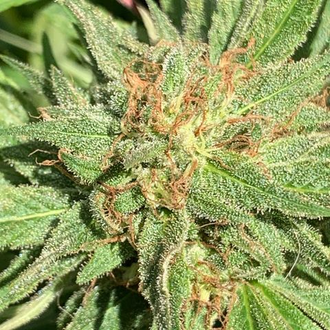 Golden Haze growlog timeline photo