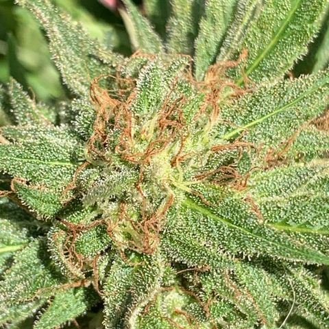 Golden Haze growlog timeline photo