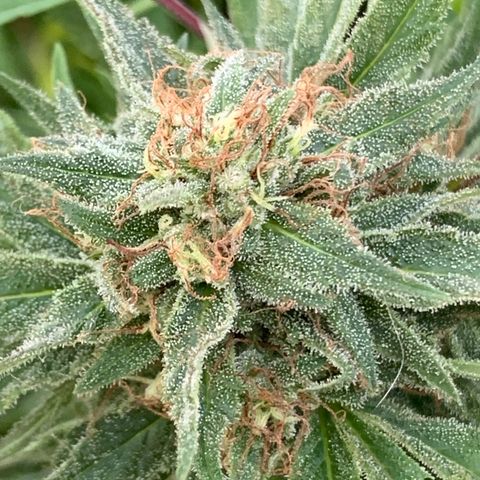 Golden Haze growlog timeline photo