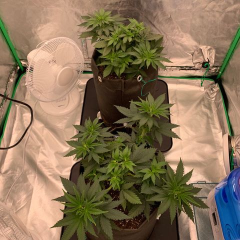 Sunset Sherbert growlog timeline photo