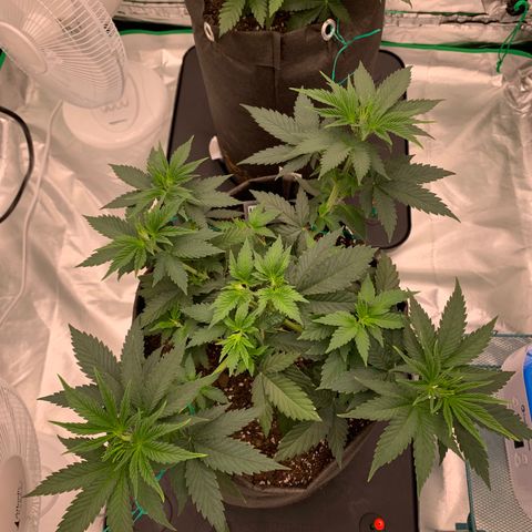 Sunset Sherbert growlog timeline photo