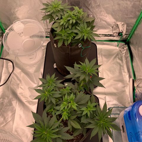 Blueberry growlog timeline photo