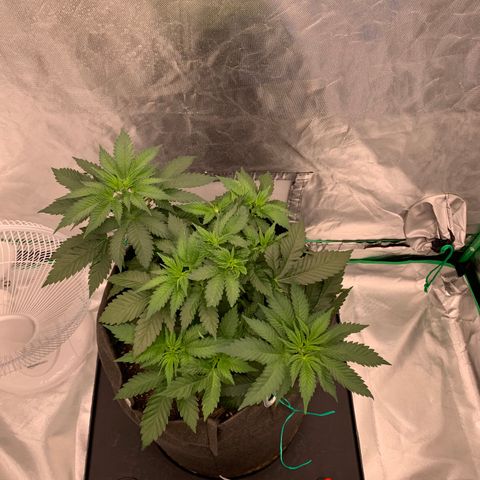 Blueberry growlog timeline photo