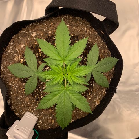 Auto Zkittlez growlog timeline photo
