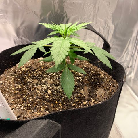 Auto Zkittlez growlog timeline photo