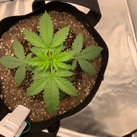 Auto Zkittlez growlog timeline photo