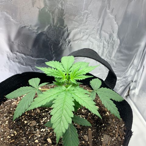 Auto Zkittlez growlog timeline photo