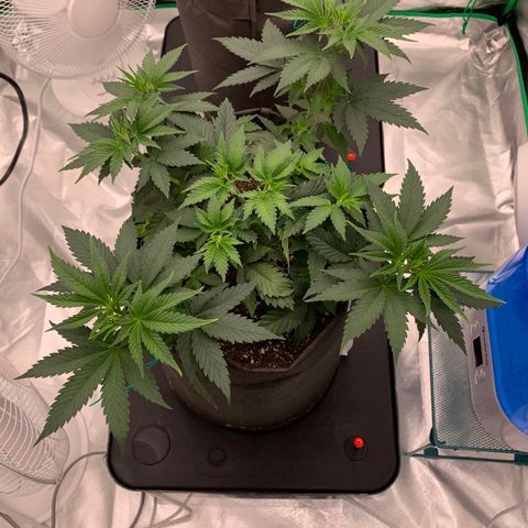 Sunset Sherbert growlog timeline photo