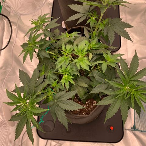 Sunset Sherbert growlog timeline photo