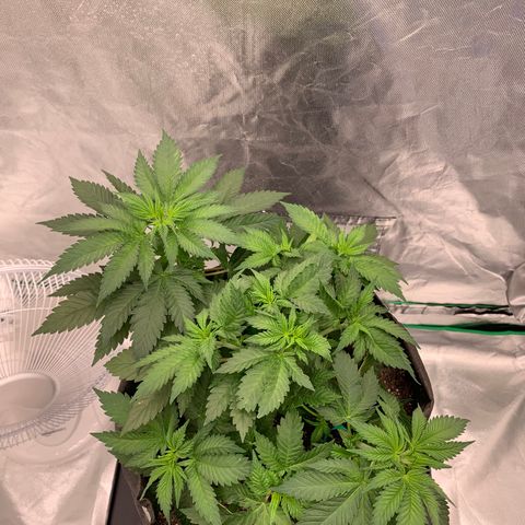 Blueberry growlog timeline photo
