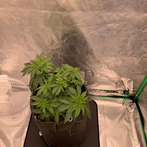 Blueberry growlog timeline photo