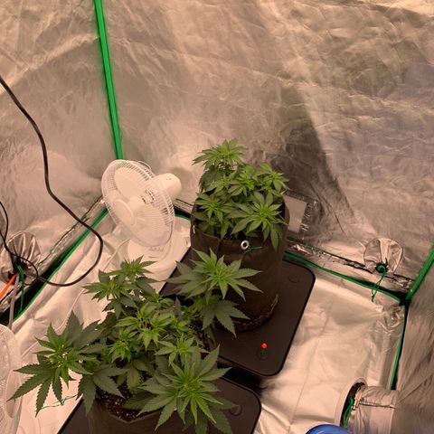 Blueberry growlog timeline photo