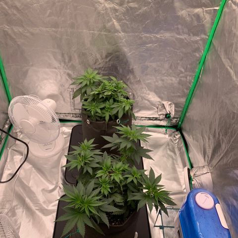 Blueberry growlog timeline photo