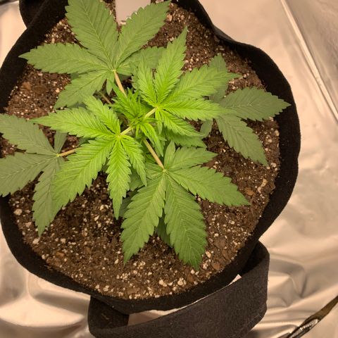 Auto Zkittlez growlog timeline photo