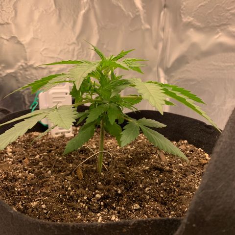 Auto Zkittlez growlog timeline photo
